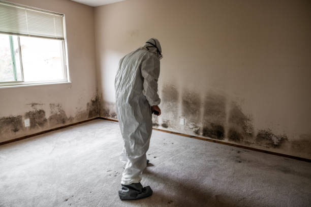 Why You Should Choose Our Mold Remediation Services in Pierce, CO